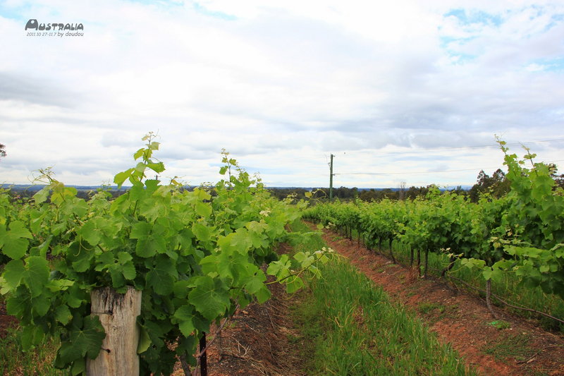 Hunter Valley-Wolf Sinclair