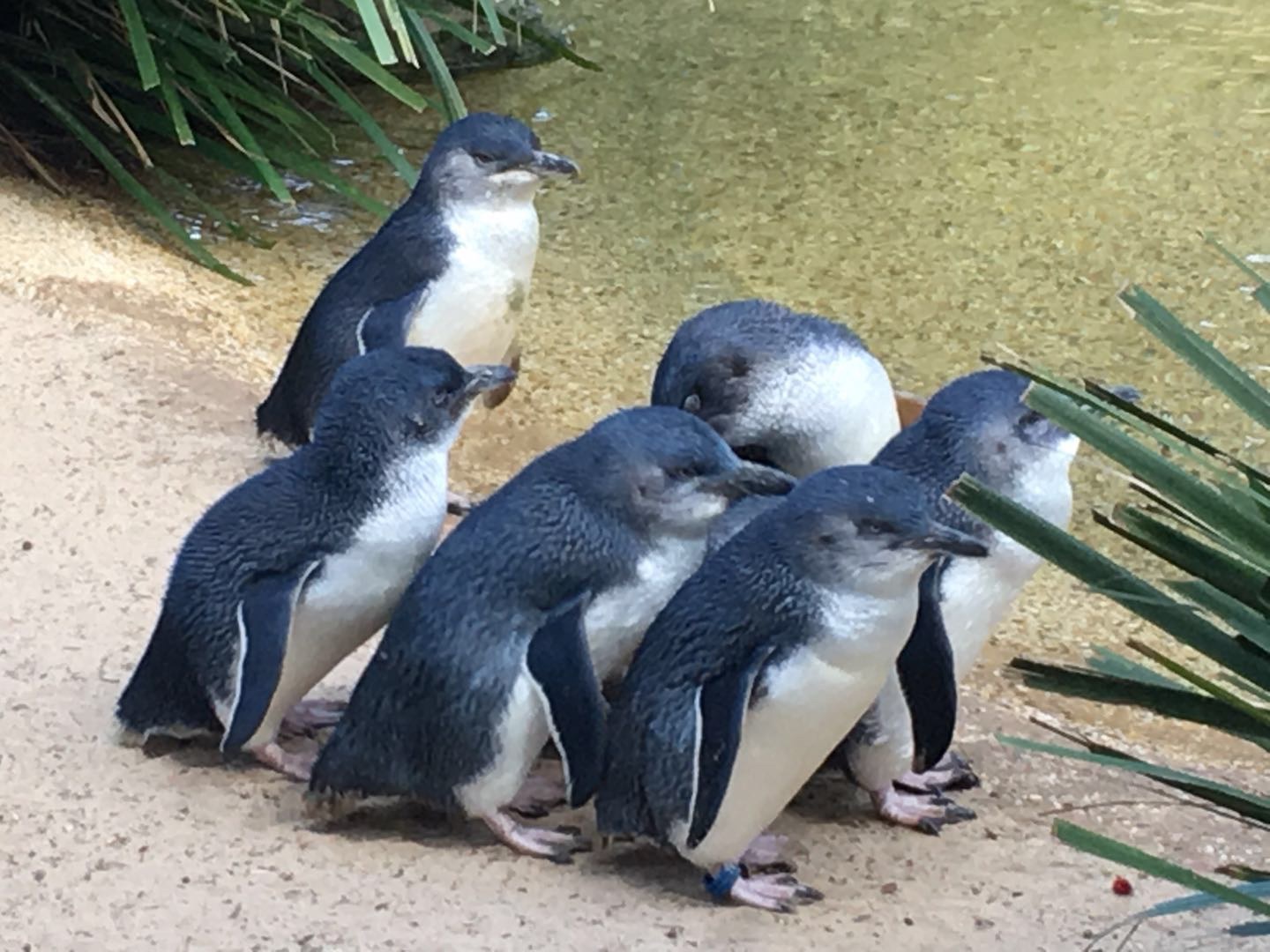 WILD LIFE Sydney Zoo-Delilah Cox