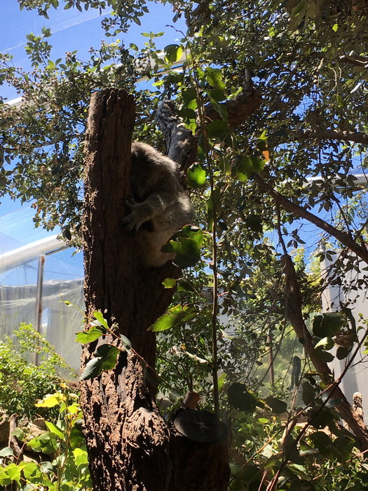 WILD LIFE Sydney Zoo-Eva Fisher