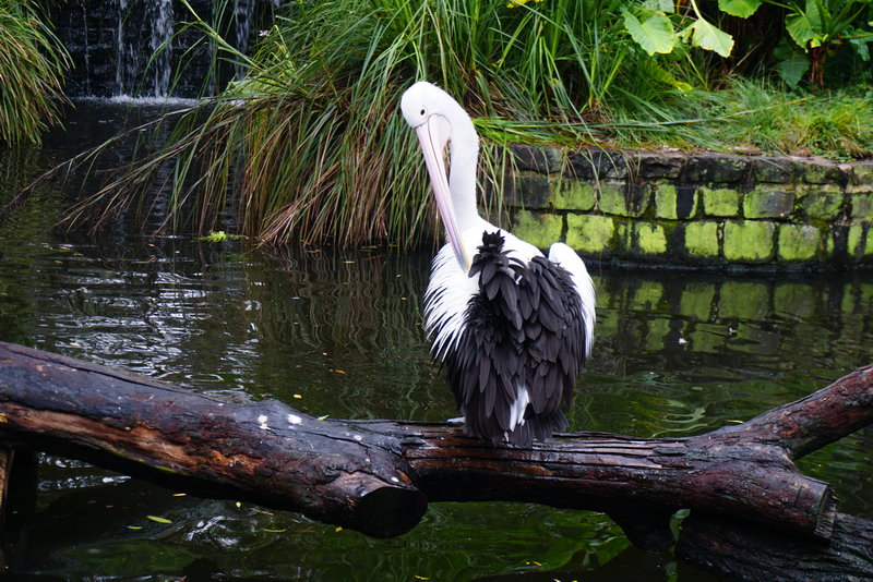 Taronga Zoo-Storm Highwind