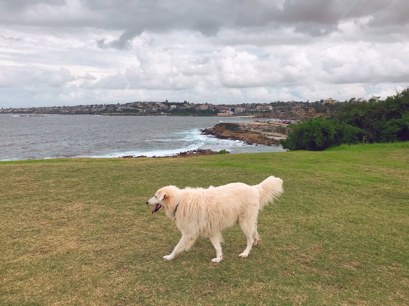 Bondi Beach-Quinn Dixon