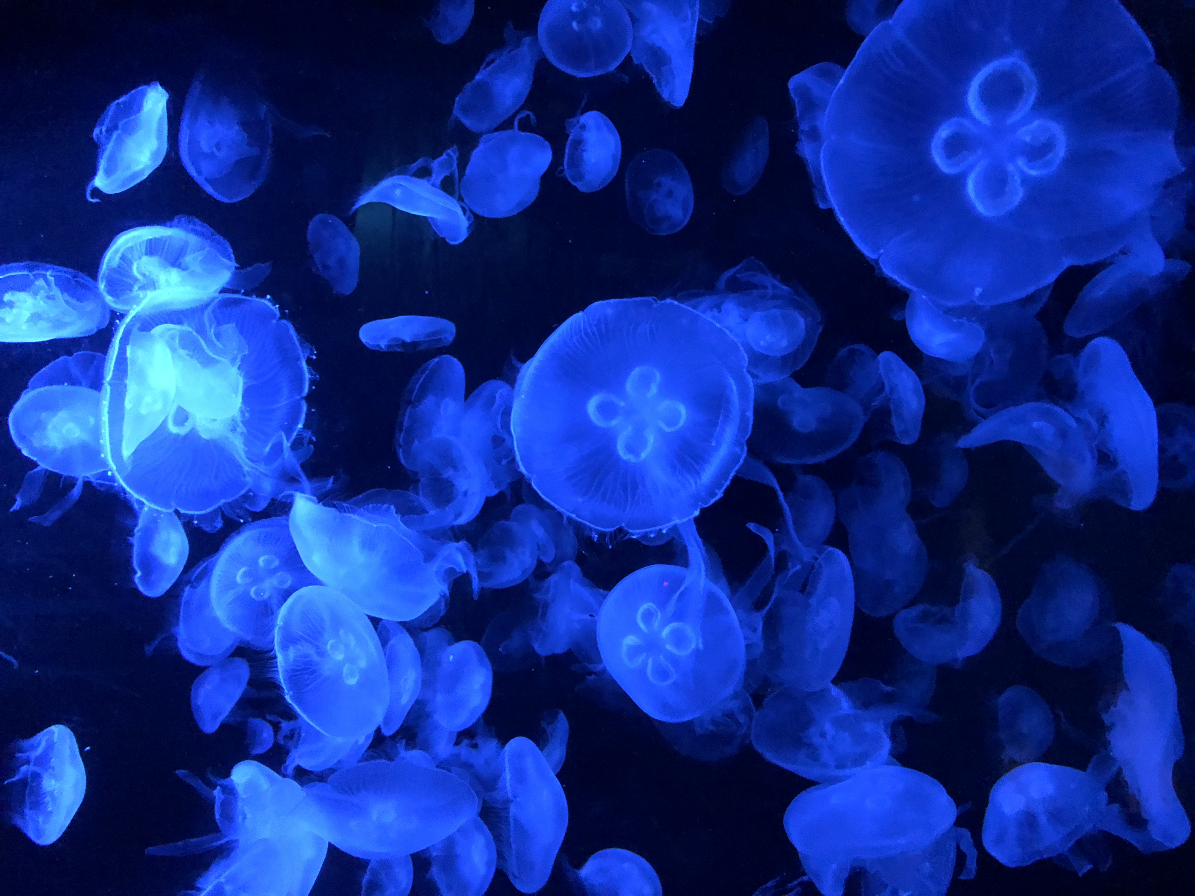 SEA LIFE Sydney Aquarium-Noah Taylor