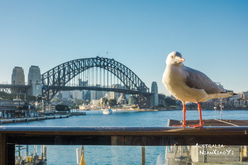 Sydney Harbour Bridge-Charlotte Martinez