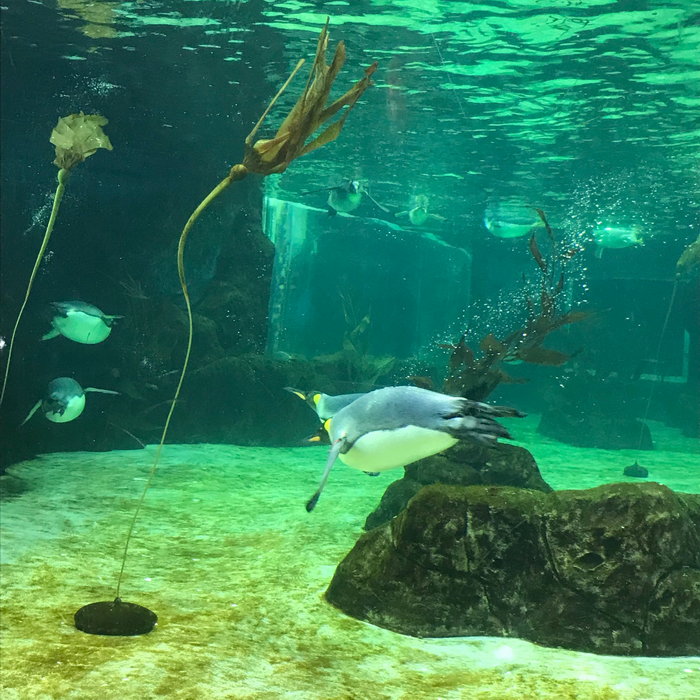 SEA LIFE Sydney Aquarium-James Wilson