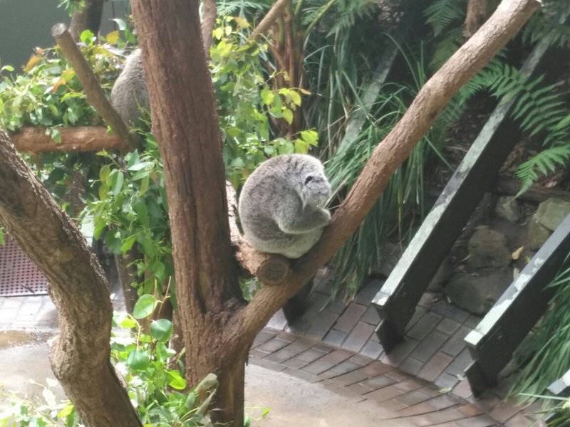 Taronga Zoo-Ash Stonebrook