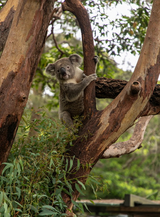 Taronga Zoo-Storm Highwind