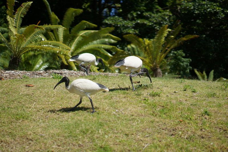 Royal Botanic Garden-Valerie Brown