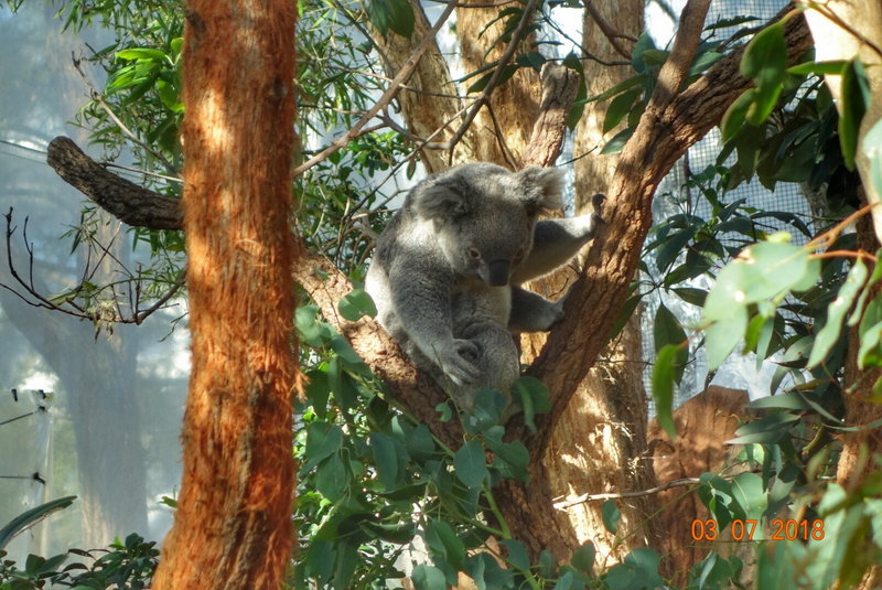 WILD LIFE Sydney Zoo-Aurora Mills