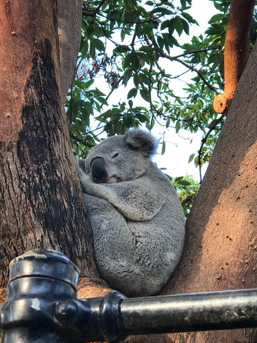 Taronga Zoo-Eden Moonrise