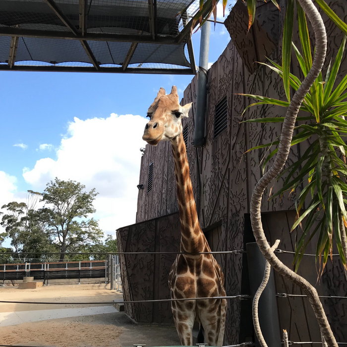 Taronga Zoo-Sage Steelwind