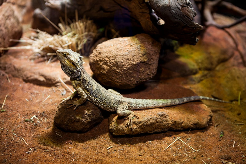 WILD LIFE Sydney Zoo-Maxwell Jenkins