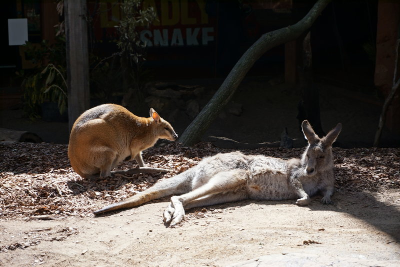 WILD LIFE Sydney Zoo-Victoria Reed