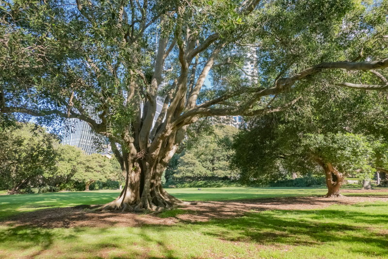 Royal Botanic Garden-Adam Hughes