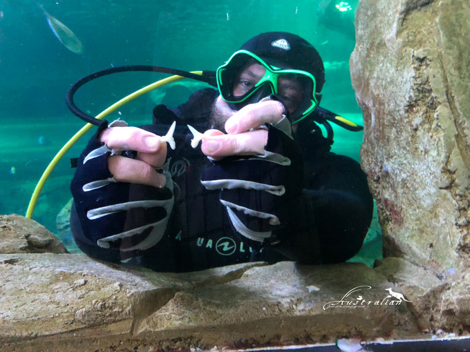 SEA LIFE Sydney Aquarium-Sofia Campbell