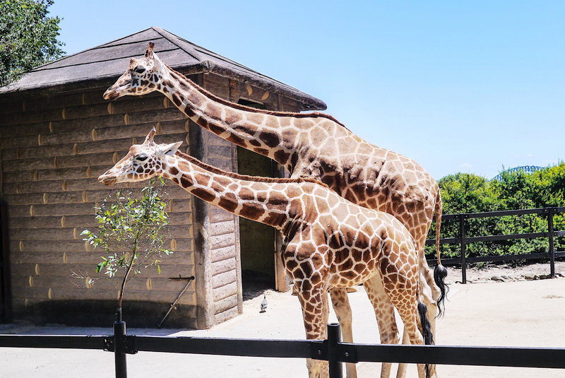 Taronga Zoo-Ash Stormwood