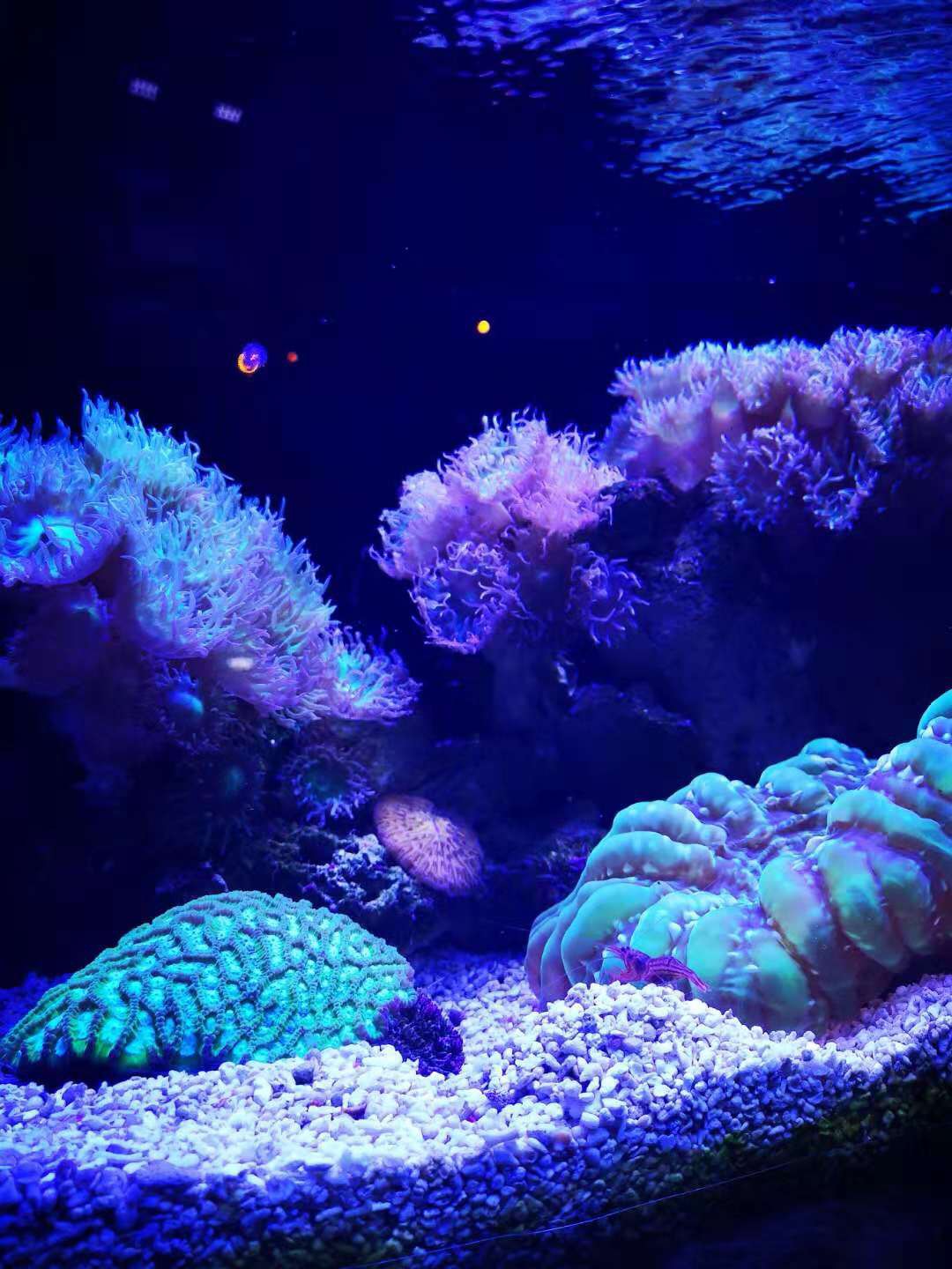 SEA LIFE Sydney Aquarium-Oliver Brown