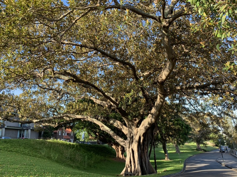 Royal Botanic Garden-Melanie Barnes