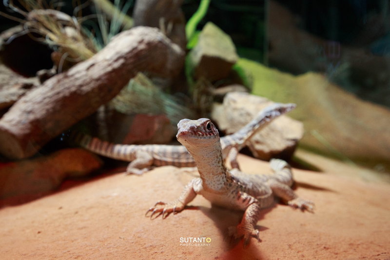WILD LIFE Sydney Zoo-Colin Torres