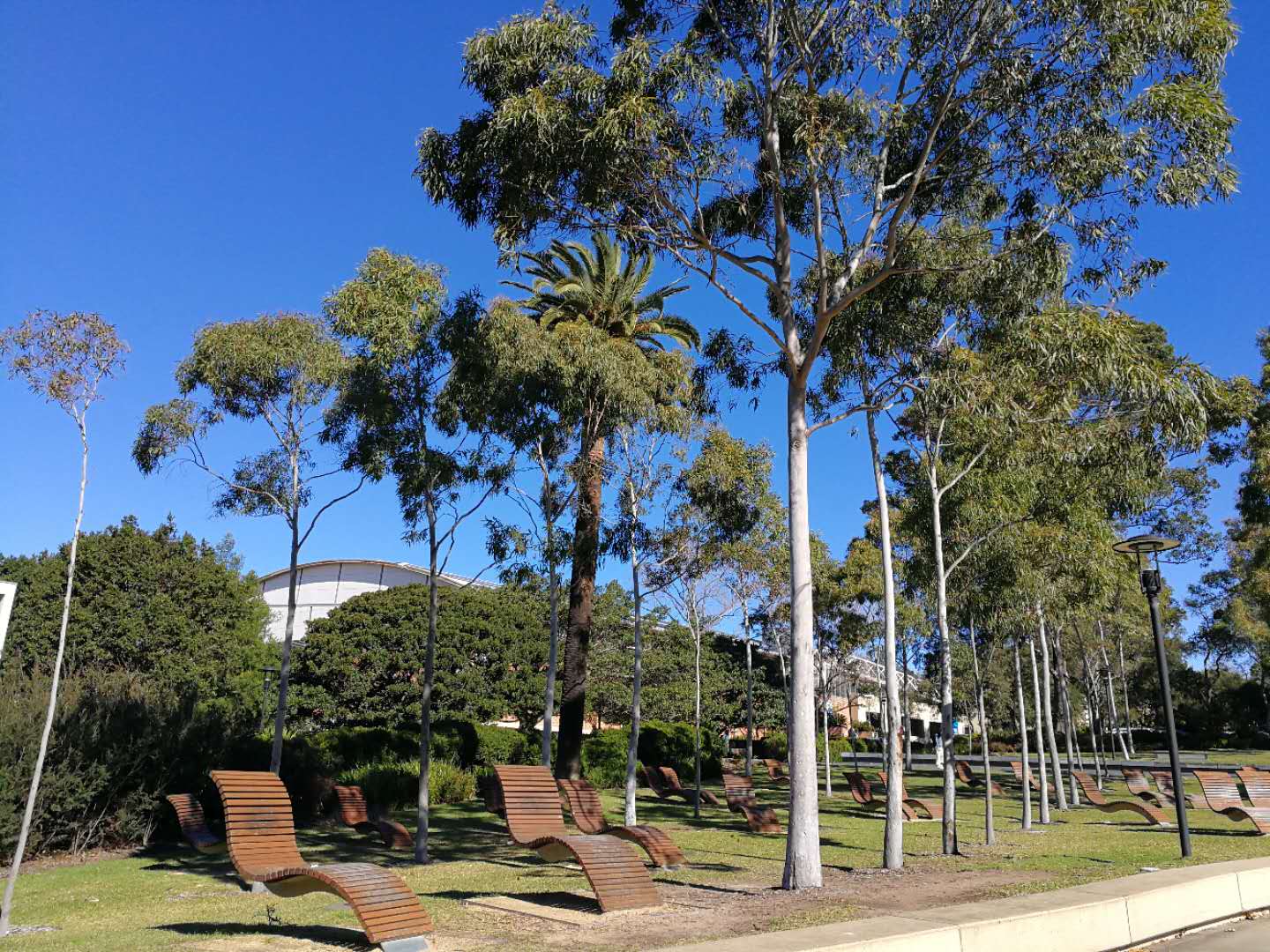 Sydney Uni-Phoenix Dawnvale