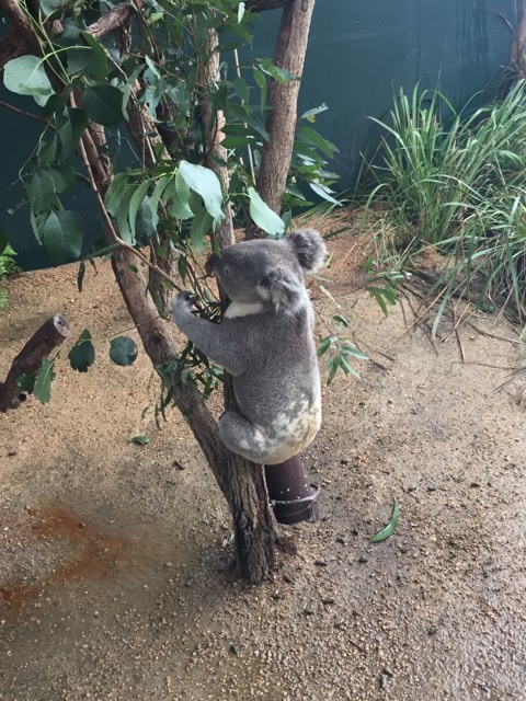 WILD LIFE Sydney Zoo-Maxwell Jenkins