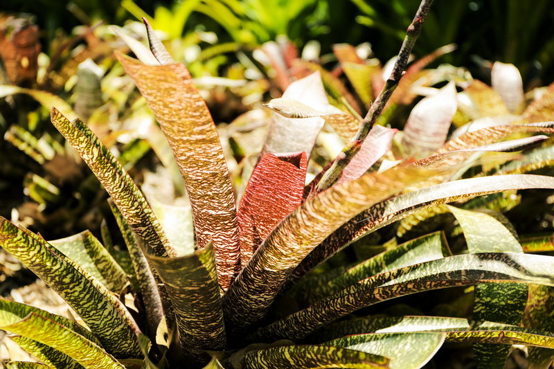 Royal Botanic Garden-Cole Thompson