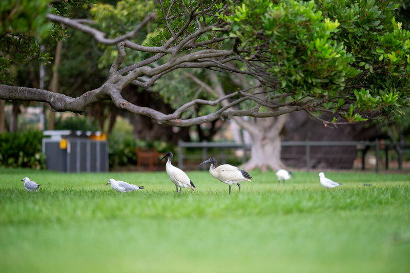 Royal Botanic Garden-Joshua Allen