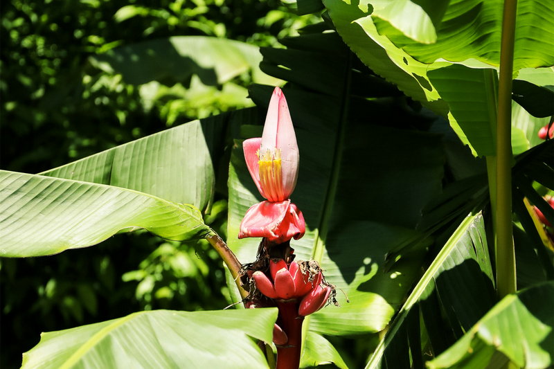 Royal Botanic Garden-Cole Thompson