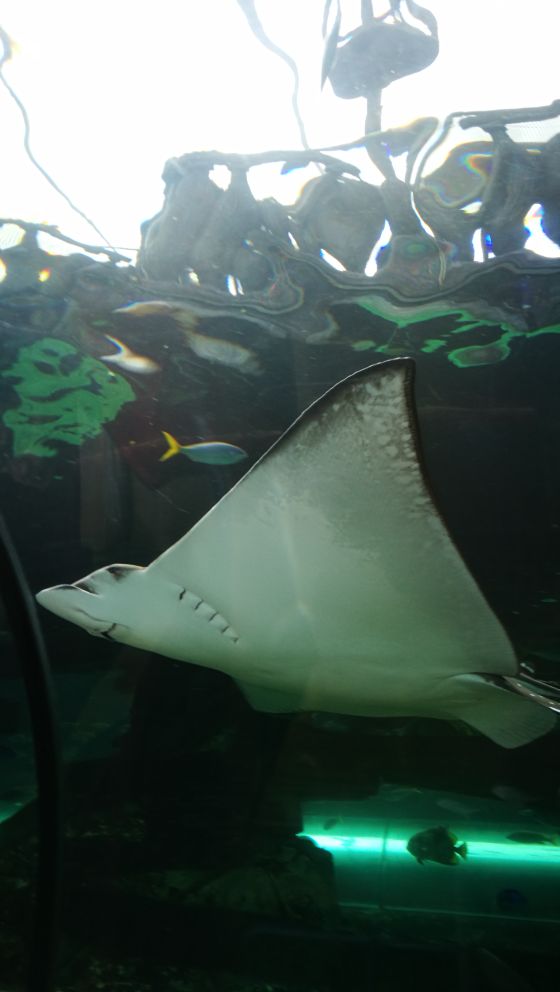 SEA LIFE Sydney Aquarium-Chloe Bennett