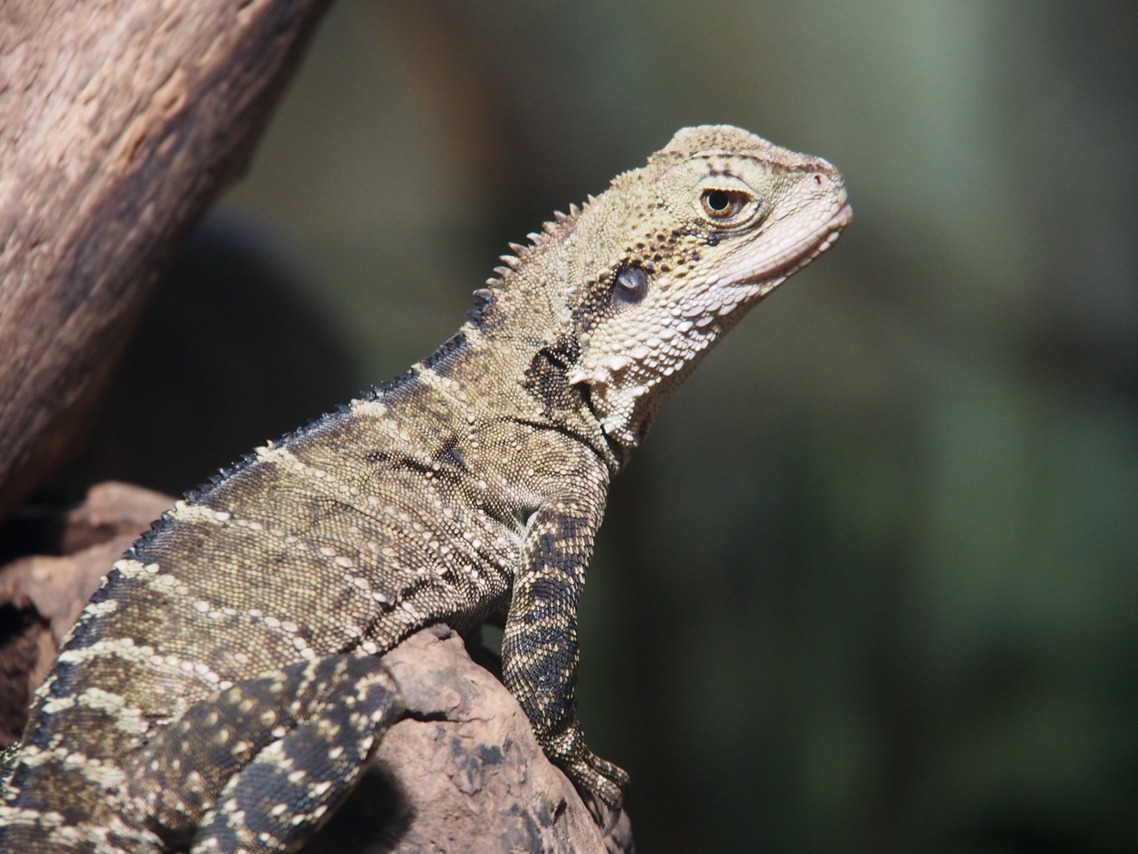 WILD LIFE Sydney Zoo-Simon Fraser