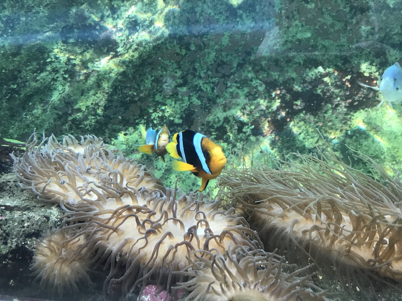 SEA LIFE Sydney Aquarium-Lily Carter