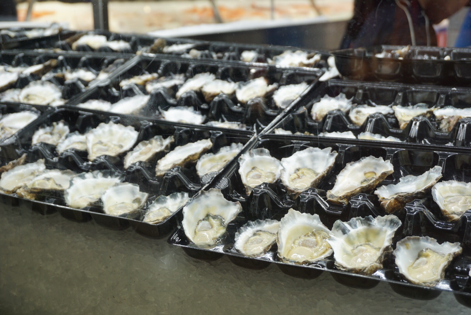 Sydney Fish Market-Maya Scott