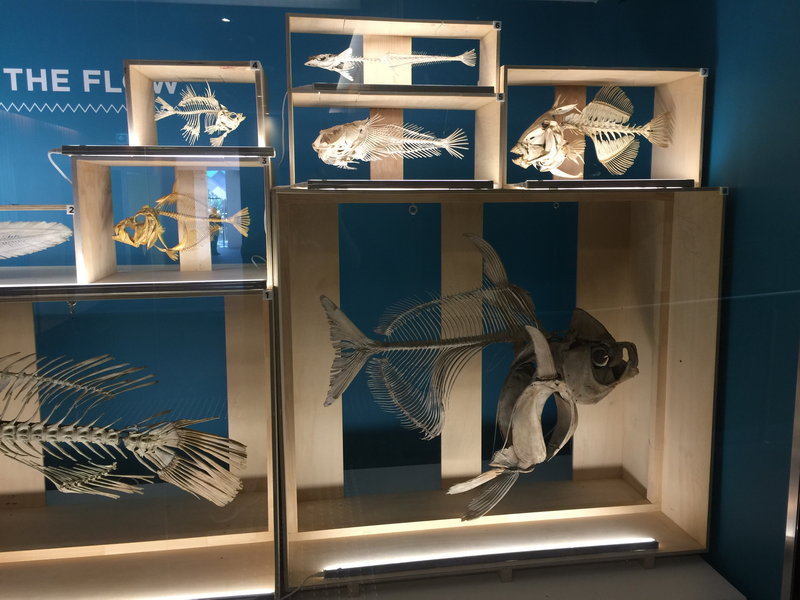 Australian Museum-Luna Powell