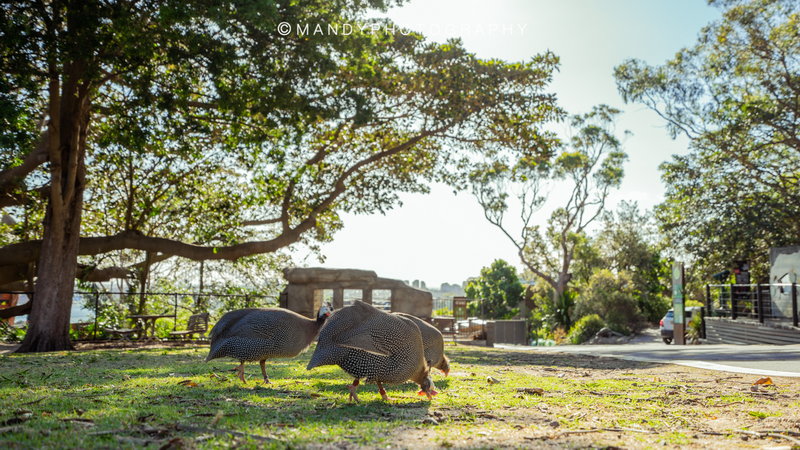 Taronga Zoo-Terra Goldleaf