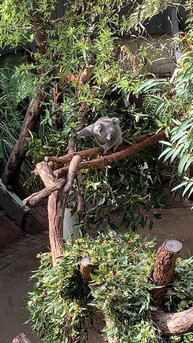 Taronga Zoo-River Moonwood