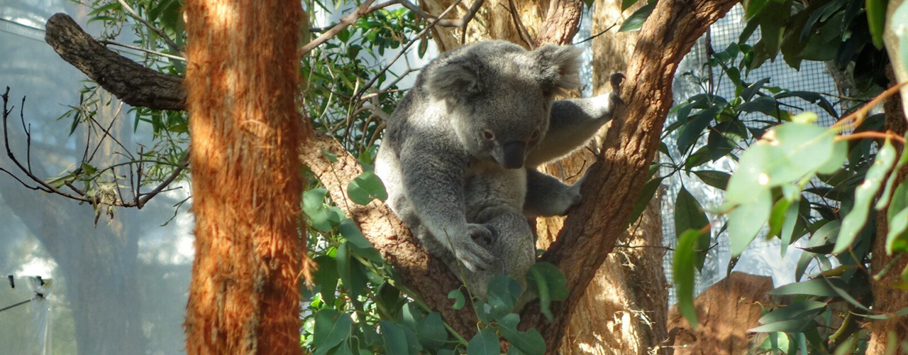 WILD LIFE Sydney Zoo