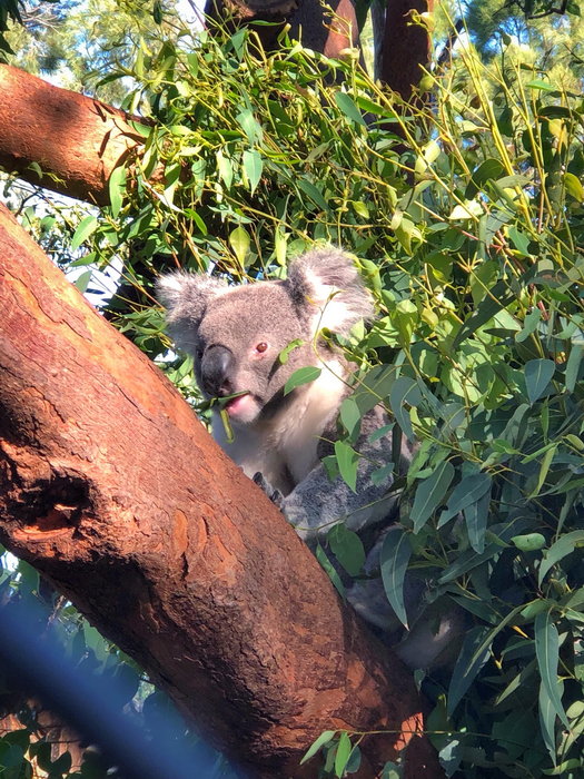 Taronga Zoo-Eden Moonrise
