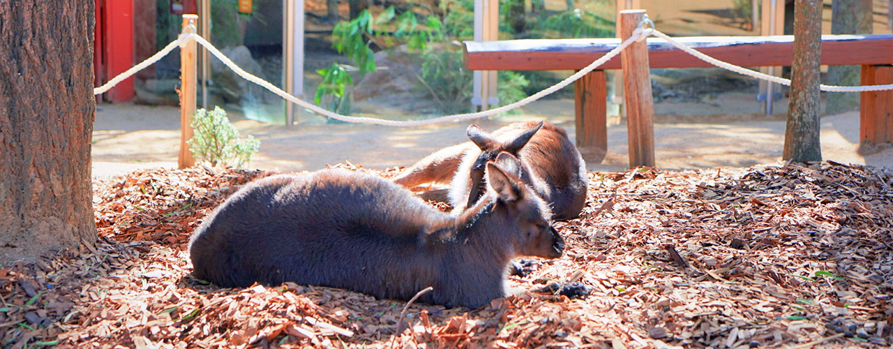 WILD LIFE Sydney Zoo