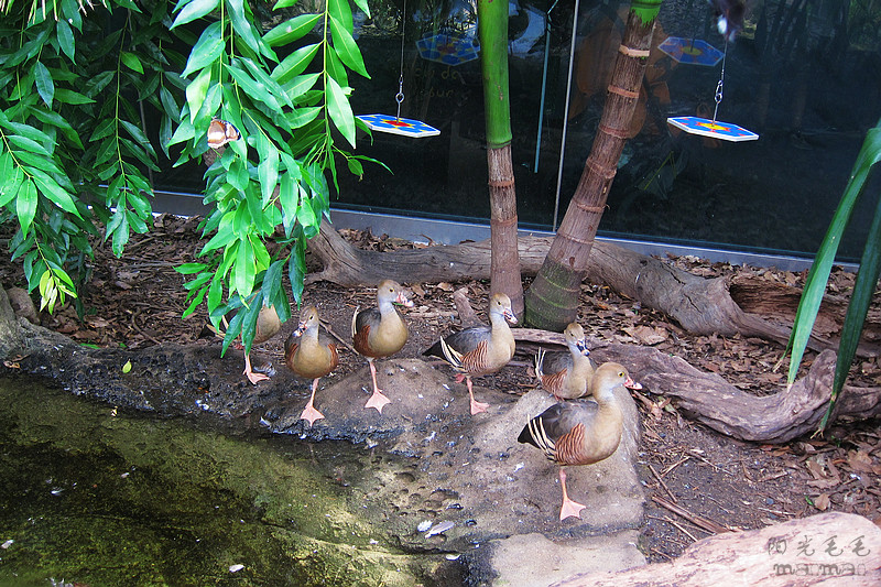 WILD LIFE Sydney Zoo-Aurora Mills