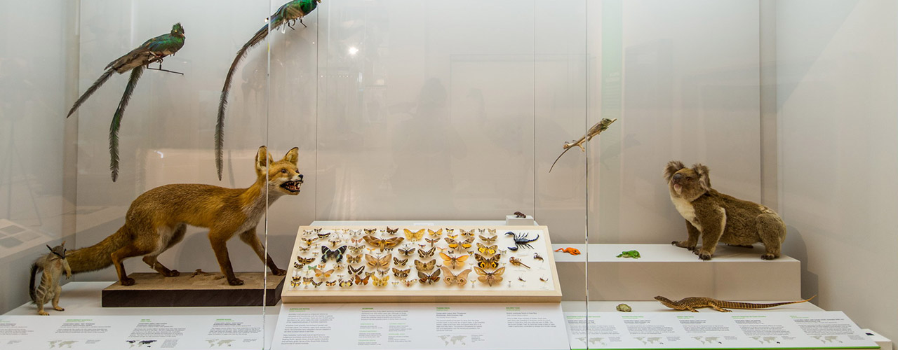 Australian Museum