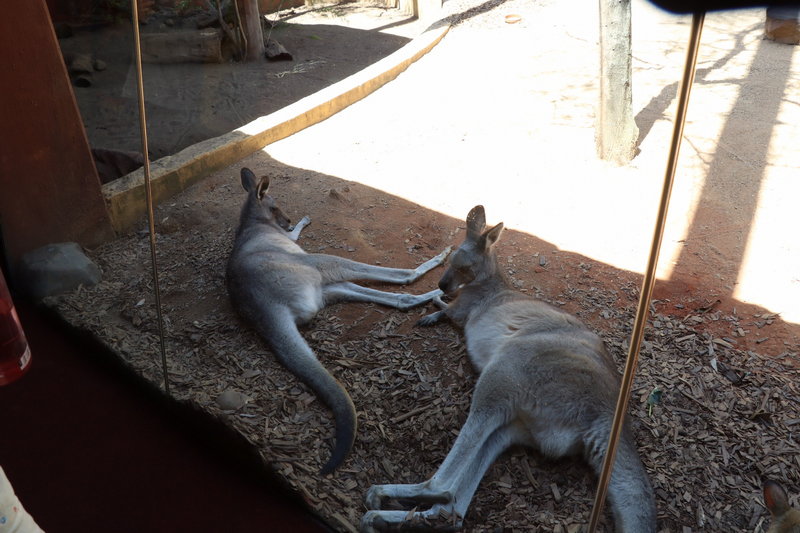 WILD LIFE Sydney Zoo-Lucia Griffin