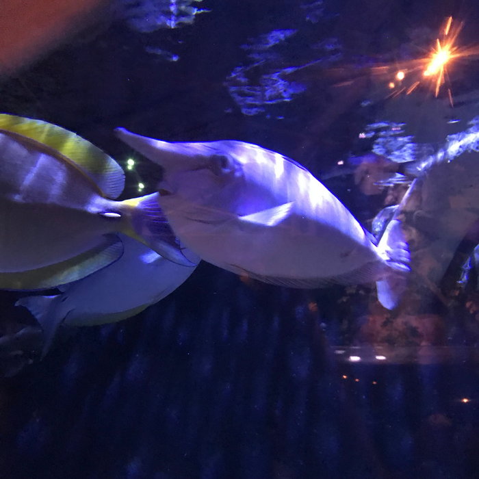 SEA LIFE Sydney Aquarium-James Wilson