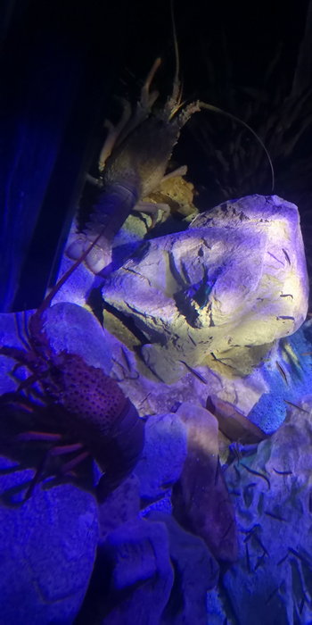 SEA LIFE Sydney Aquarium-Emma Thompson