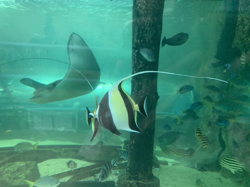 SEA LIFE Sydney Aquarium-William White