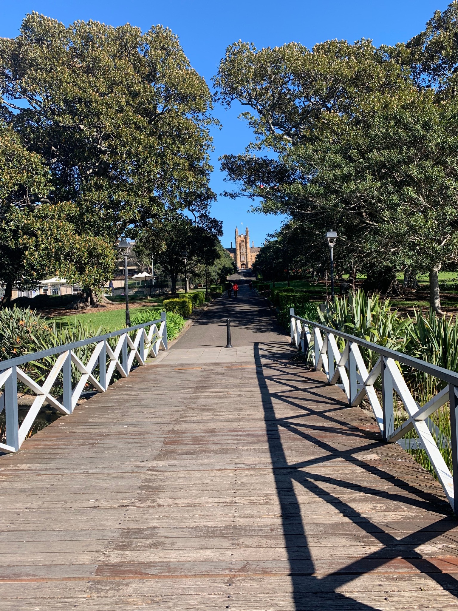 Sydney Uni-Ivy Dawnhollow