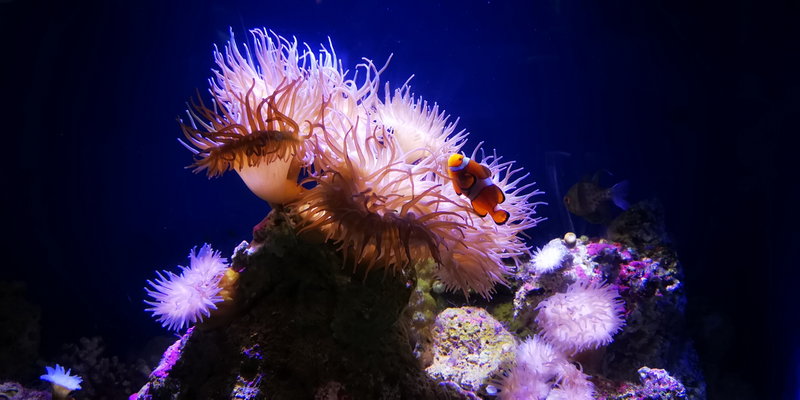SEA LIFE Sydney Aquarium-Emma Thompson