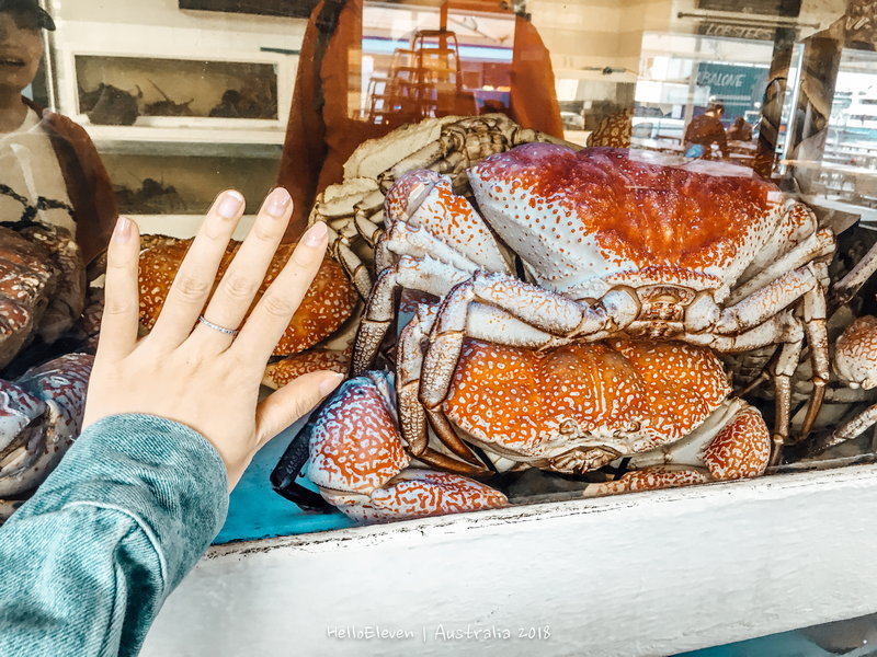 Sydney Fish Market-Caleb Robinson