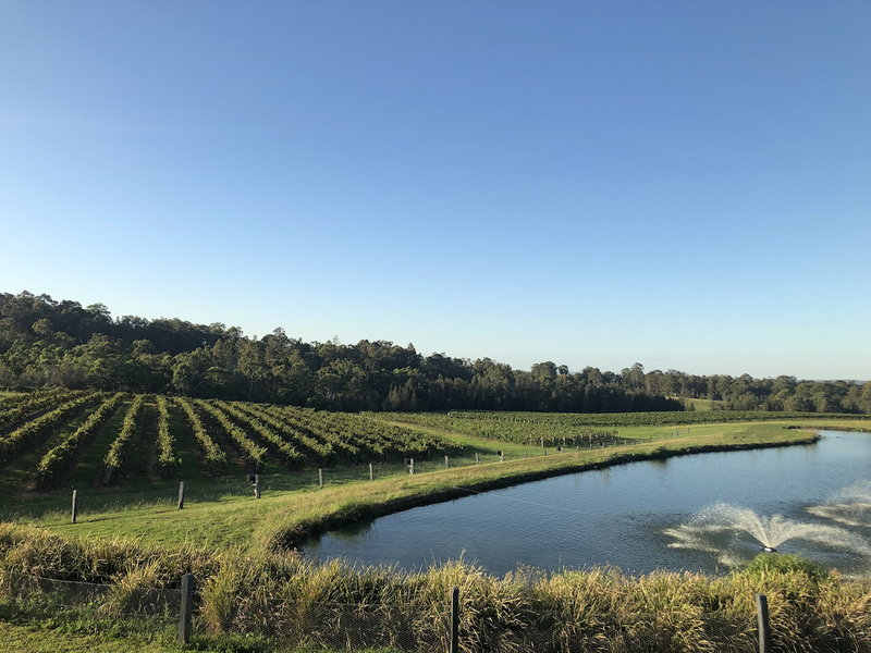 Hunter Valley-Phoenix Winchester