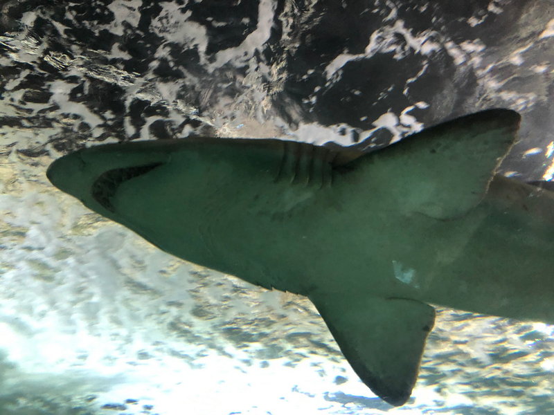 SEA LIFE Sydney Aquarium-Benjamin King