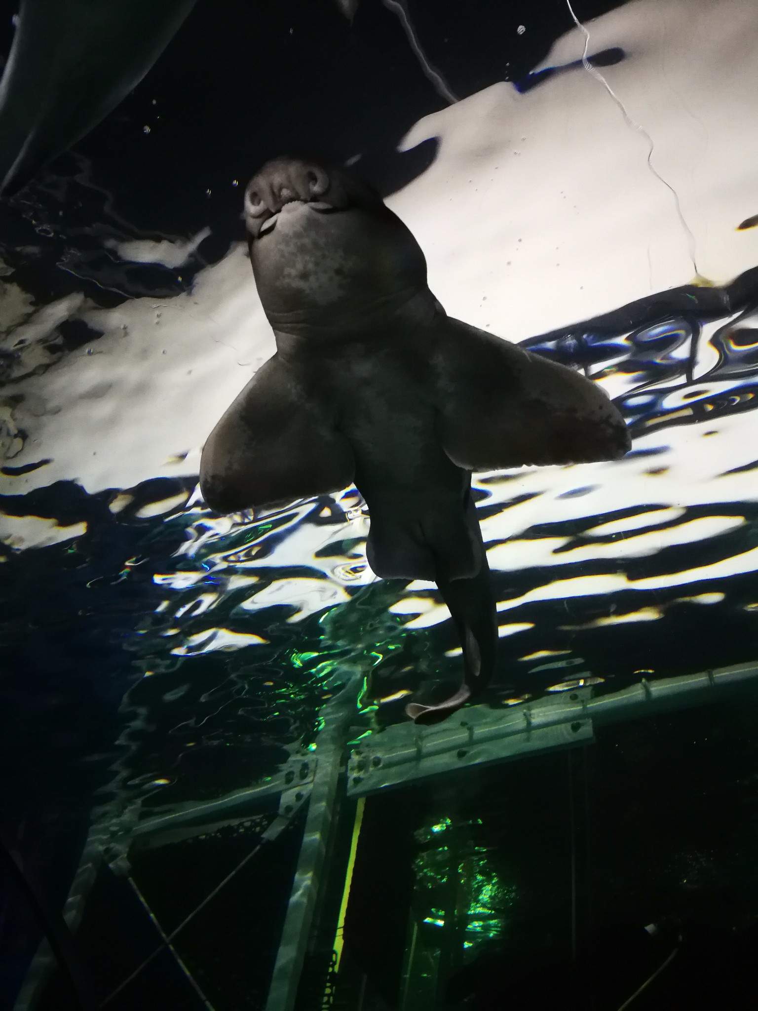 SEA LIFE Sydney Aquarium-Daniel Adams