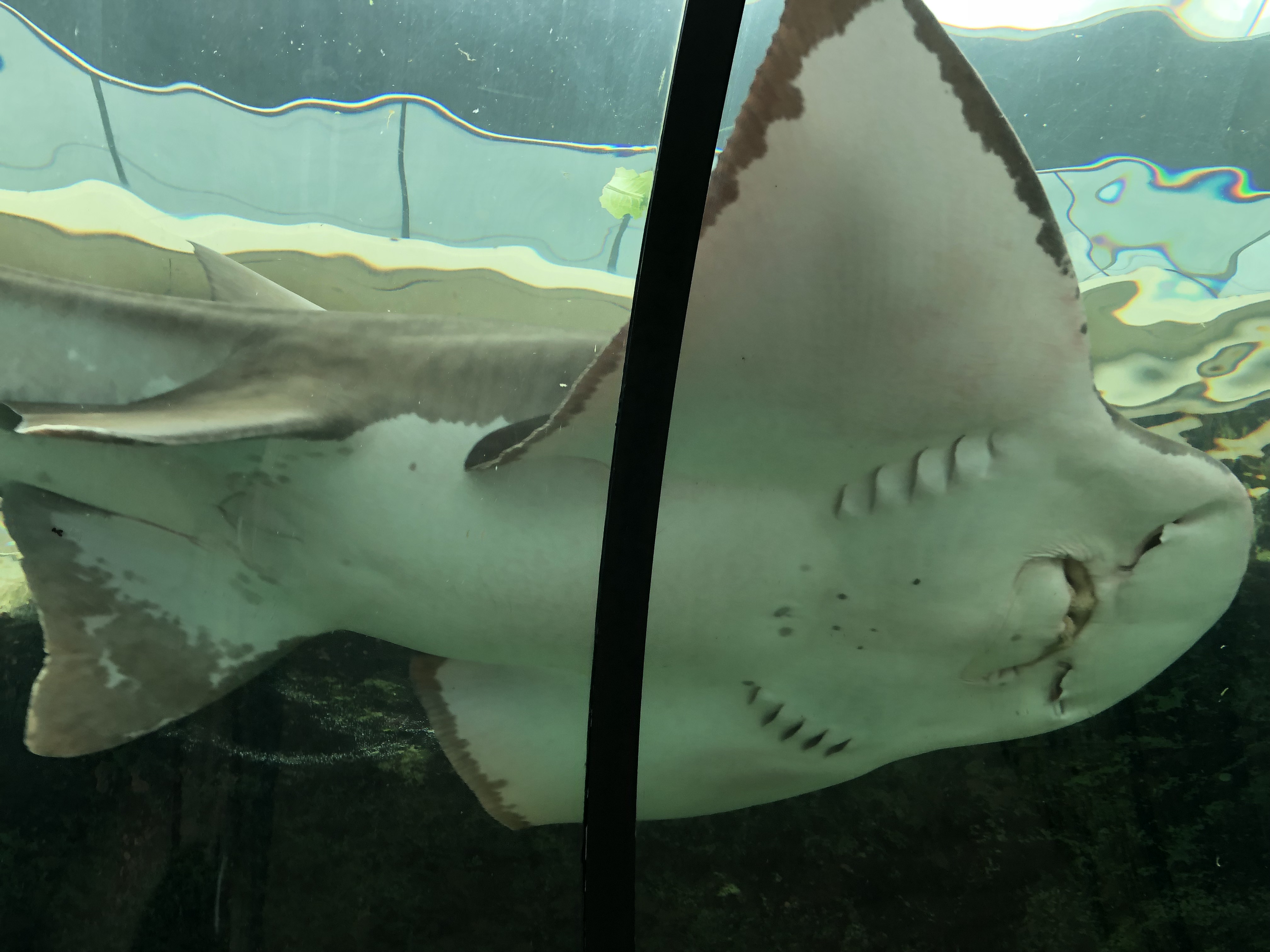 SEA LIFE Sydney Aquarium-Noah Taylor